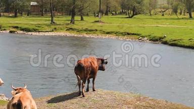 奶牛在河上。 奶牛从河里喝水。 奶牛喝水。